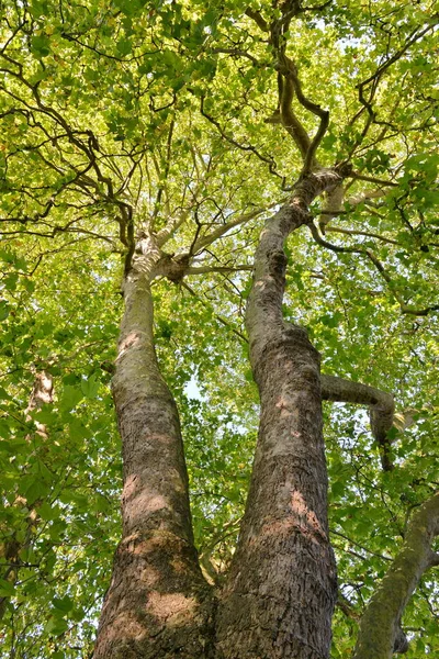 Olhando Para Cima Uma Árvore Verde Bordo Folhosos — Fotografia de Stock