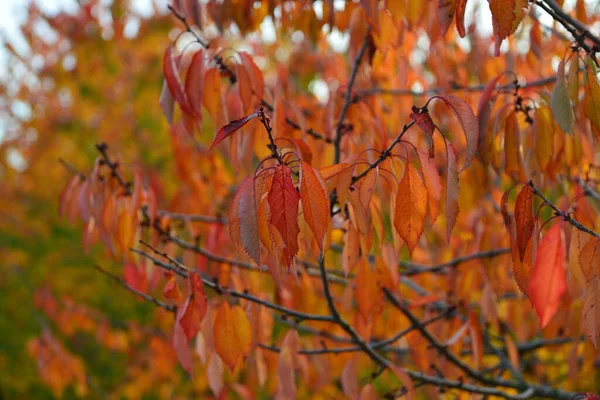 Närbild Röda Löv Ett Träd Hösten — Stockfoto