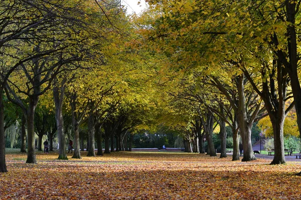 Vista Panorámica Hermoso Jardín Del Parque Con Césped Árboles Frondosos — Foto de Stock