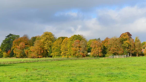 Vue Panoramique Beau Jardin Avec Pelouse Arbres Feuillus — Photo