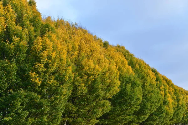 잔디와 이무성 나무가 아름다운 정원의 — 스톡 사진