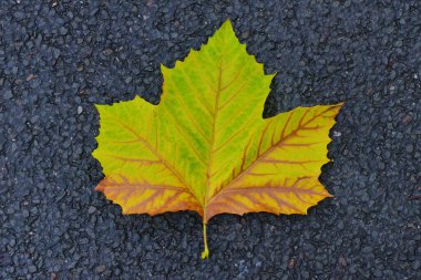 Akçaağaç yaprağının taşa karşı görüntüsü