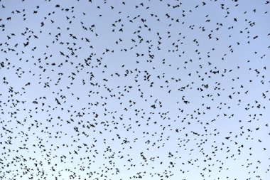 Bir Avrupa sığırcık sürüsü, Sturnus vulgaris, tünemeden önce gökyüzünde