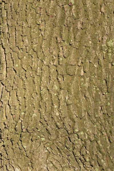 Texture Tree Bark Cracks — Fotografia de Stock