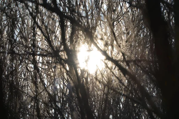 View of the sun through a thick forest