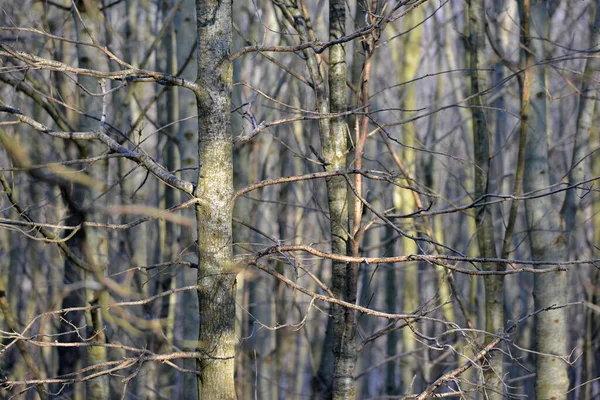 Kışın Ormandaki Yapraksız Ağaç Gövdesini Görmek — Stok fotoğraf