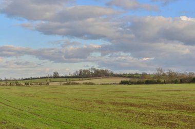 Yeşil bir tarlanın manzarası ve üzerinde mavi bir gökyüzü olan yapraklı ağaçlar.