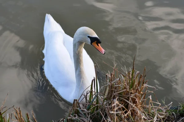 Labuť Bílá Jezeře — Stock fotografie