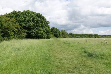 Ormanda bir patikanın manzarası.
