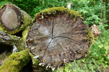 Kesik bir ağaç gövdesinin görüntüsünü kapat