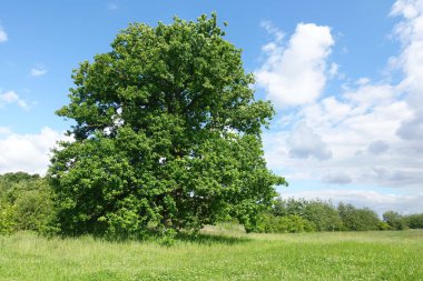 Yeşil bir tarlada duran yaşlı bir meşe ağacının manzarası