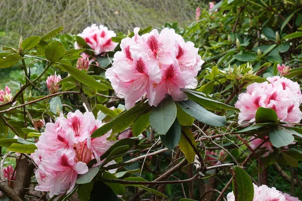 Vista Perto Flores Cor Rosa Jardim Primavera — Fotografia de Stock