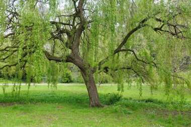 Scenic view of a willow tree in a garden