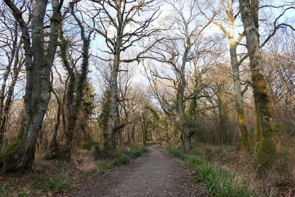 Vue Des Arbres Dans Une Forêt Dense — Photo