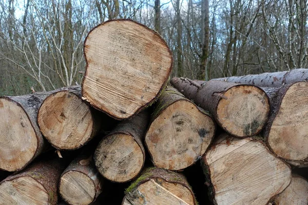 View of a wood log pile in a forest