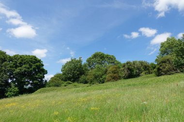 Yeşil bir tarlanın manzarası ve üzerinde mavi bir gökyüzü olan yapraklı ağaçlar.