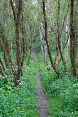 Park bahçesinde yürüyüş manzarası.
