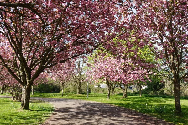 Scenic Springtime View Winding Path Lined Cherry Trees Blossom Beautiful — Stock Photo, Image