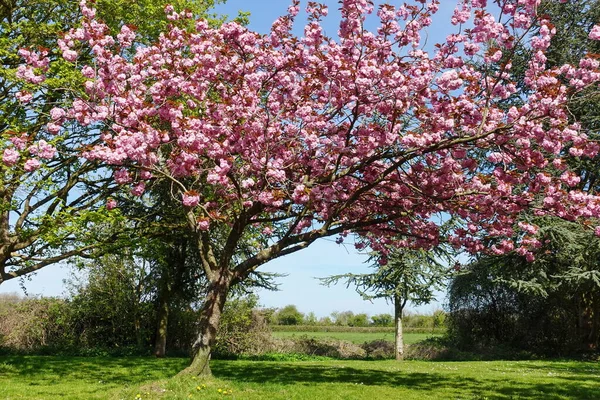 Landschaftliche Frühling Blick Auf Einen Gewundenen Pfad Gesäumt Von Kirschbäumen — Stockfoto