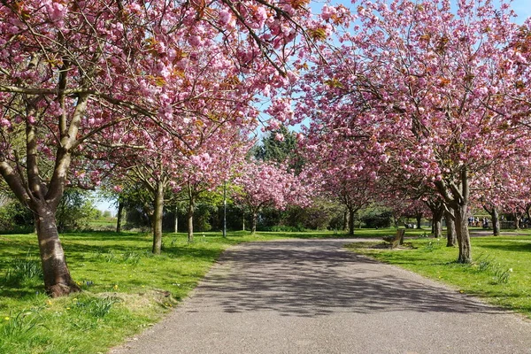 Landschaftliche Frühling Blick Auf Einen Gewundenen Pfad Gesäumt Von Kirschbäumen — Stockfoto