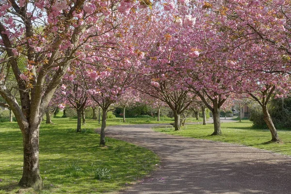 Scenic Tavaszi Kilátás Kanyargós Utat Bélelt Cseresznyefák Virágzik Egy Gyönyörű — Stock Fotó