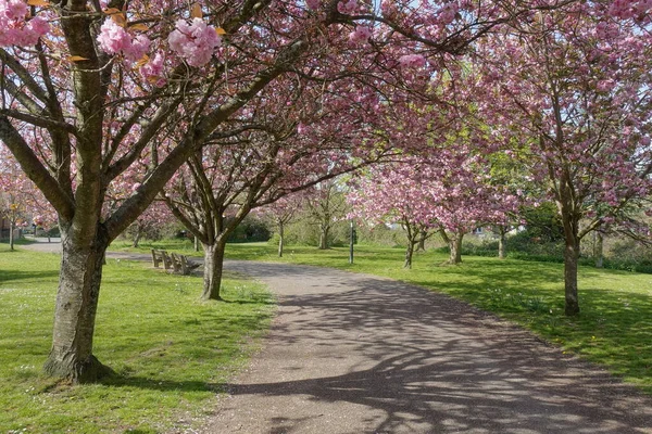 Landschaftliche Frühling Blick Auf Einen Gewundenen Pfad Gesäumt Von Kirschbäumen — Stockfoto