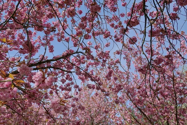 Vista Panorâmica Primavera Caminho Sinuoso Alinhado Por Cerejeiras Flor Belo — Fotografia de Stock