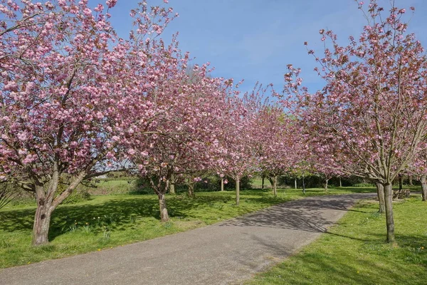 Vista Panorâmica Primavera Caminho Sinuoso Alinhado Por Cerejeiras Flor Belo — Fotografia de Stock