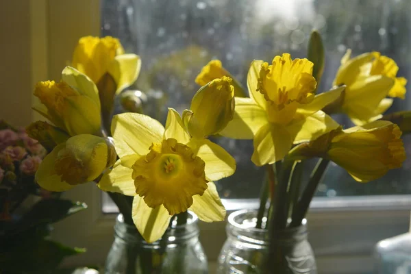 Closeup Yellow Daffodils Vases — Foto de Stock