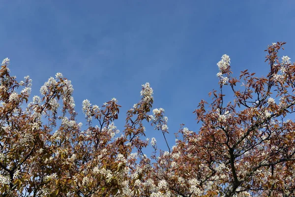 Belles Fleurs Dans Jardin — Photo