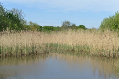 Göllü güzel bir manzara.
