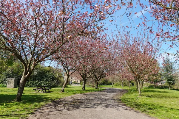 Scenic Springtime View Cherry Trees Blossom Beautiful Park Garden — Fotografia de Stock