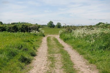 Çiftlikteki buğday tarlasının manzarası