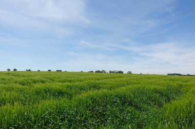Çiftlikteki buğday tarlasının manzarası