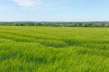 Çiftlikteki buğday tarlasının manzarası