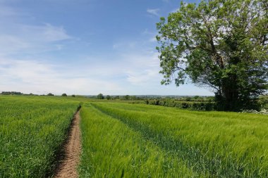 Çiftlikteki buğday tarlasının manzarası