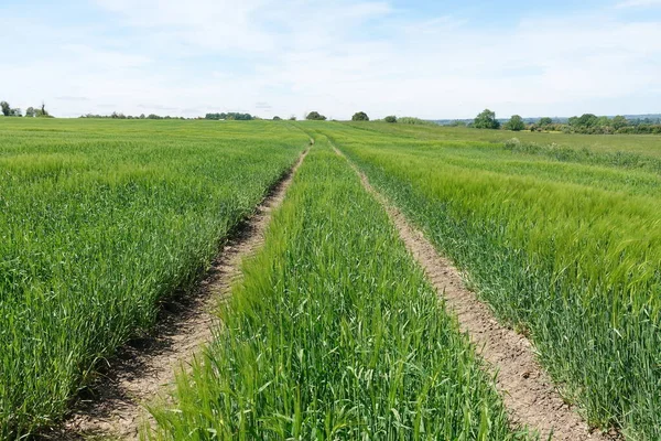 Scenic View Field Wheat Farm — ストック写真