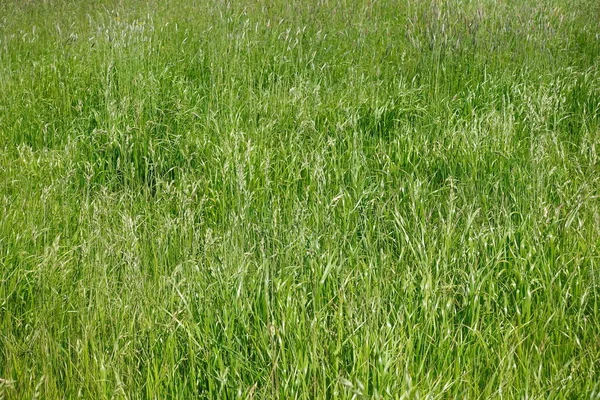 Scenic View Field Wheat Farm — 스톡 사진