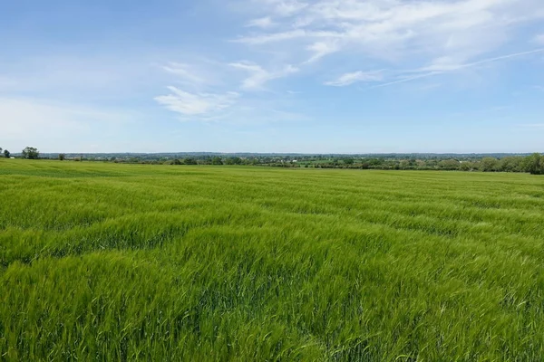 Scenic View Field Wheat Farm — ストック写真