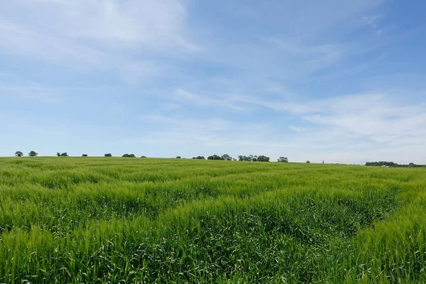 Scenic View Field Wheat Farm — ストック写真