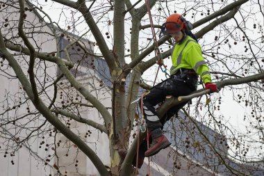 A tree surgeon carries out work on a tree on a city centre street on January 3, 2019 in Bristol, UK.