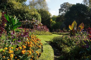 Bahçedeki güzel çiçekler