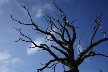 Mavi gökyüzüne karşı meşe dallarının siluet görüntüsü