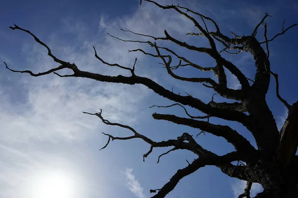 Silhouette View Oak Tree Branches Blue Sky — Fotografia de Stock