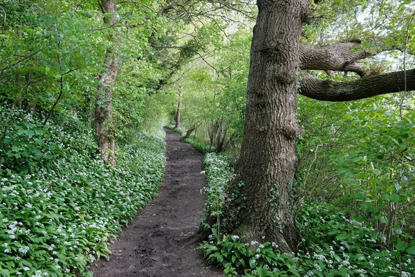 Scenic View Path Park — Stock Photo, Image