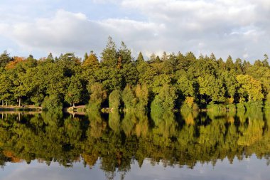 Scenic View of a Lakeside Forest with Autumn Colours