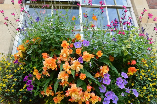 Close View Beautiful Flowers Bloom Growing Window Garden — Stock Photo, Image