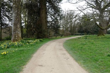 beautiful summer park view, path 