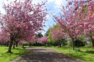 Bahçedeki güzel pembe çiçekler 