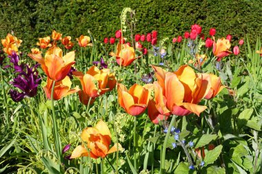 Bath, UK - May 9, 2018: View of tulips in the park in the city 